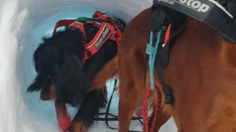 Black dog digging at ice snow tunnel behind brown dog