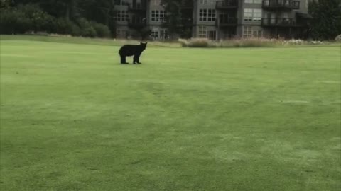 Golf Game Interrupted by Curious Bear