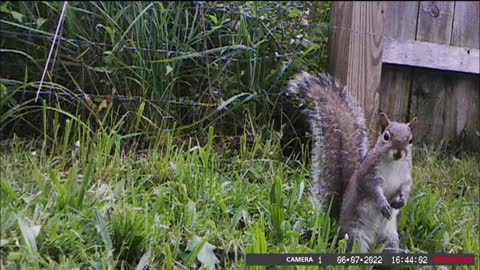 Backyard Trail Cams - Squirrel Hams it Up for Camera