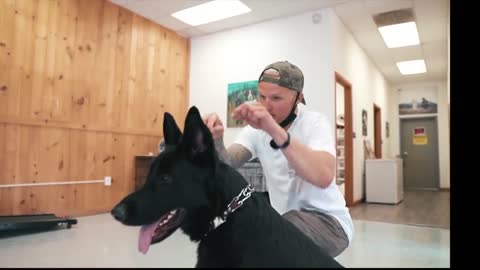 AN AGGRESSIVE GERMAN SHEPHERD BITES HIS OWNER DURING TRAINING!