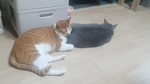 cat sleeping together