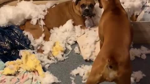 Owners Come Home to Boxers and Bursted Couch