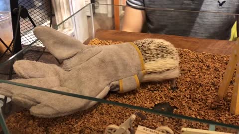 Funny hedgehog is trying to fit inside of grove.