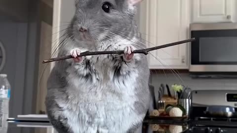 Chinchillas Exposed: Why They Can't Be Ninjas! 🐾🥋"