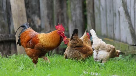Chickens video 2021| nature earth