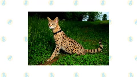 Savannah Cat VS. Bengal Cat