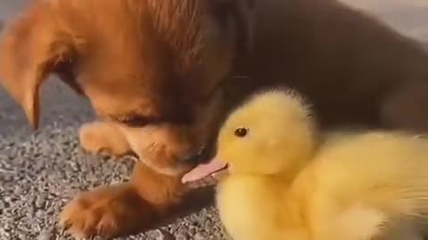 Dog And Duck Love Videos #Duck #Dog