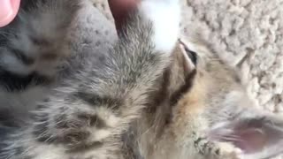 Finger Playing with kitten