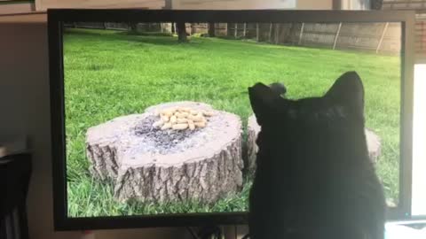 Cat bird watching on the computer!