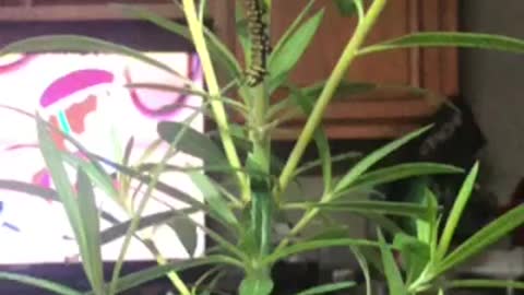 Monarch falls while trying to make chrysalis