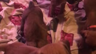Phoenix Ridge Boxers, puppies nursing