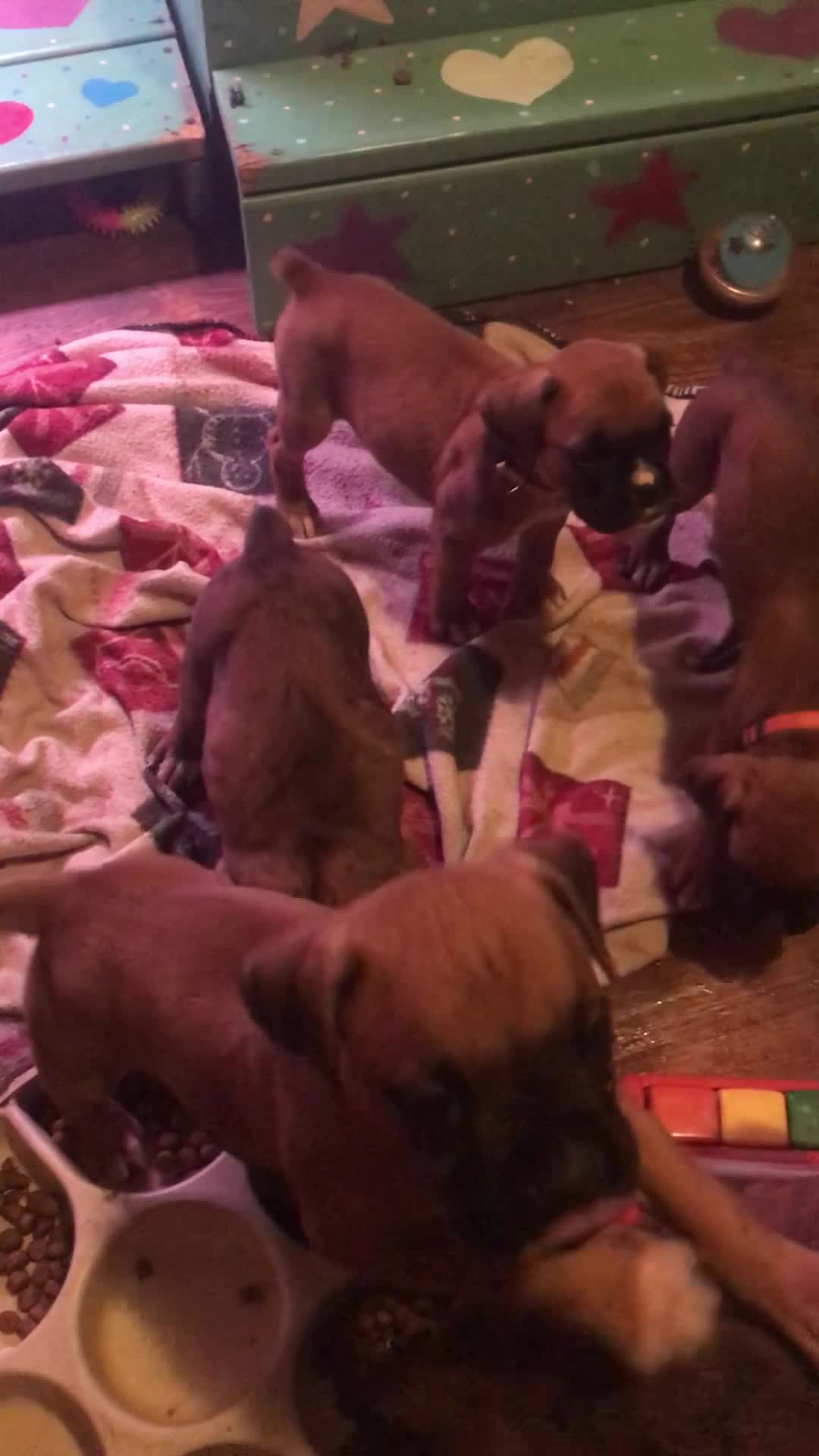 Phoenix Ridge Boxers, puppies nursing