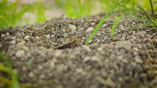 Anthill Colony outside house soil