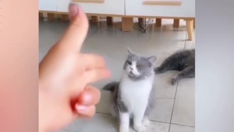 OMG So Cute ♥ Best Funny Cat Video