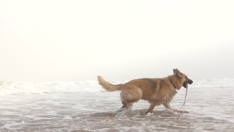 dog playing on thebeach