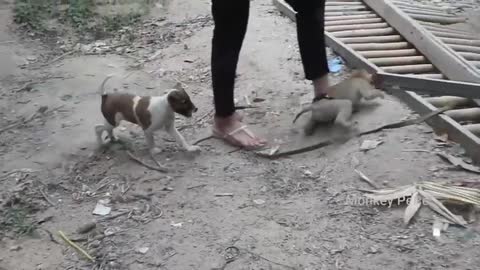 So Cute Monkey Argue So Strong With Cute Baby Dog, Who Win ?