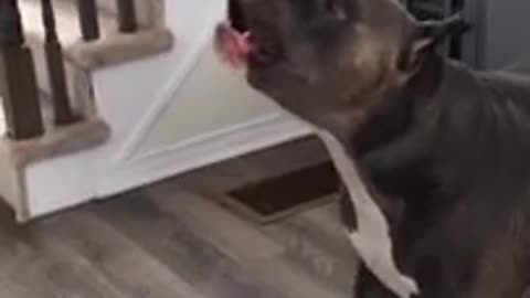 Dog Cries When Alexa Says He's A Bad Boy