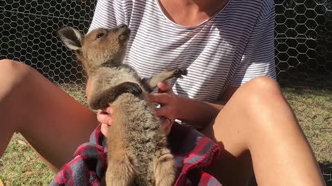 Baby Kangaroo Loves Tickles