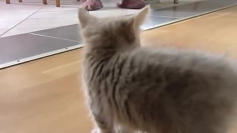 Cute munchkin baby kitten talks too much