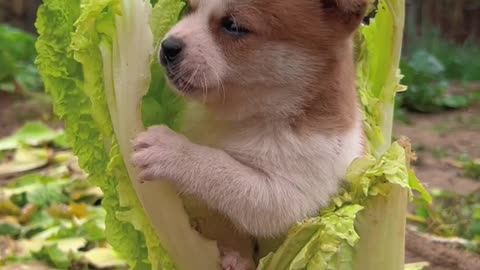 Dog chewing cabbage