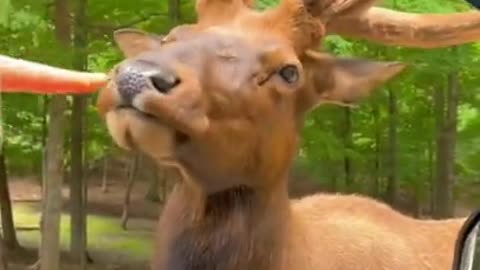 Animals funny video DEER...