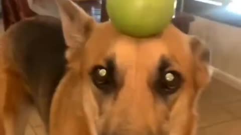 Funny dog 🐶 video