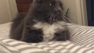 Kitty Pulls Funny Face as It Plays