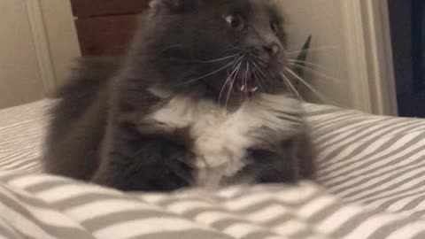 Kitty Pulls Funny Face as It Plays