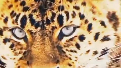 Wildlife life, All big dangerous cats | جنگلی حیات کی زندگی تمام بڑی خطرناک بلیاں