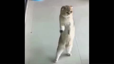 Funny cats! Cats dancing! Best funy 2021