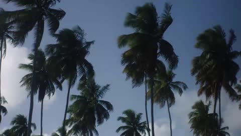 Palm trees blowing in the wind_batch