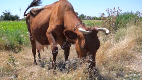 Big horned cow grazing #rumbleviral #rumble #Petstv