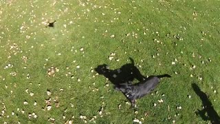 Dog plays with flying drone