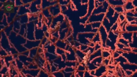 Ocean Life. Documentary: Unveiling the Mysteries Beneath the Waves