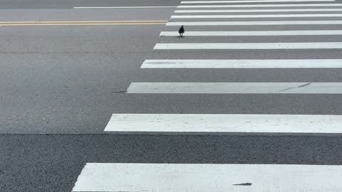 Pigeon that cross street