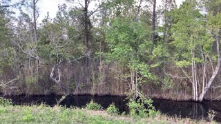 Big Black Bear Bathes in Swamp Before Bailing