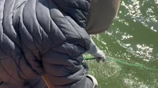Rescuing a Bird Caught in a Fishing Net
