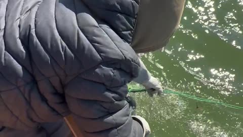 Rescuing a Bird Caught in a Fishing Net