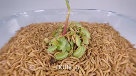 10 000 Mealworms vs VENUS FLYTRAP