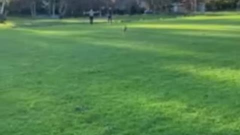 Whippet Zoomies at Seeing Her Friend