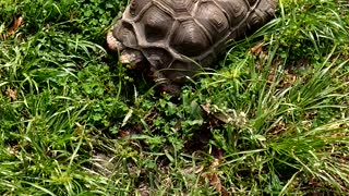 Redfoot Tortoise Having a Snack
