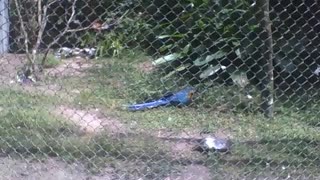 Beautiful blue macaw eating in the park, it is a very beautiful bird [Nature & Animals]