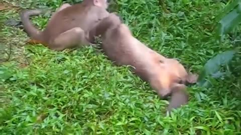 Jaguar VS Giant otter Confrontation Ends With a Fatal Head bite ] Survival battle. Part 4