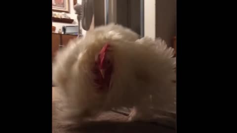 Aggresive Chicken