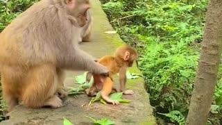 Baby monkeys walk by themselves 2