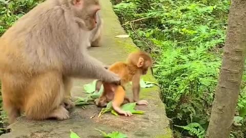 Baby monkeys walk by themselves 2