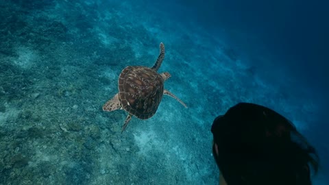 Green tropical turtle swimming with girl in clear blue sea