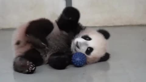 Such a cute playful baby Panda