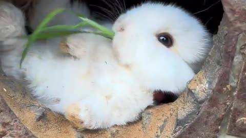 What Is the Little Rabbit Doing at Home #CutePet #Rabbit #CountrysideCutePets