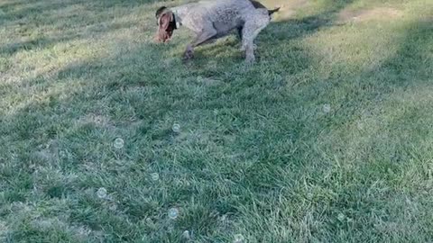 Dog vs Bubble Machine